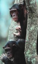 bonobos in tree